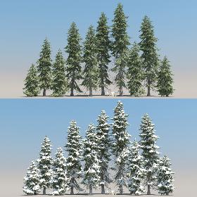 10-10 Picea Engelmannii Trees